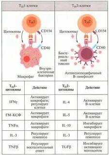 Роль цитокинов в иммунном ответе