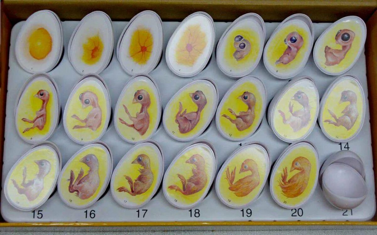 Через сколько дней проверять яйца в инкубаторе. Овоскопирование гусиных яиц. Куриннре яйцо с зародыш.