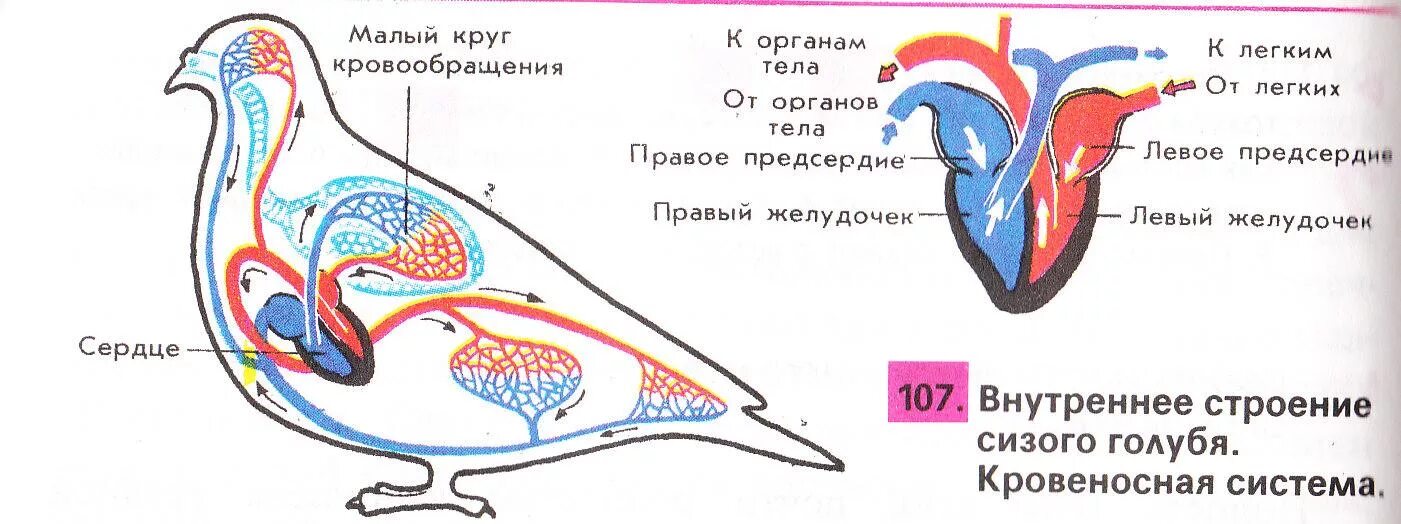 Схема строения кровеносной системы птиц. Кровеносная система птиц схема кровообращения. Схема ковеносной система птиц. Кровеносное строение птиц. Схема кровообращения птиц