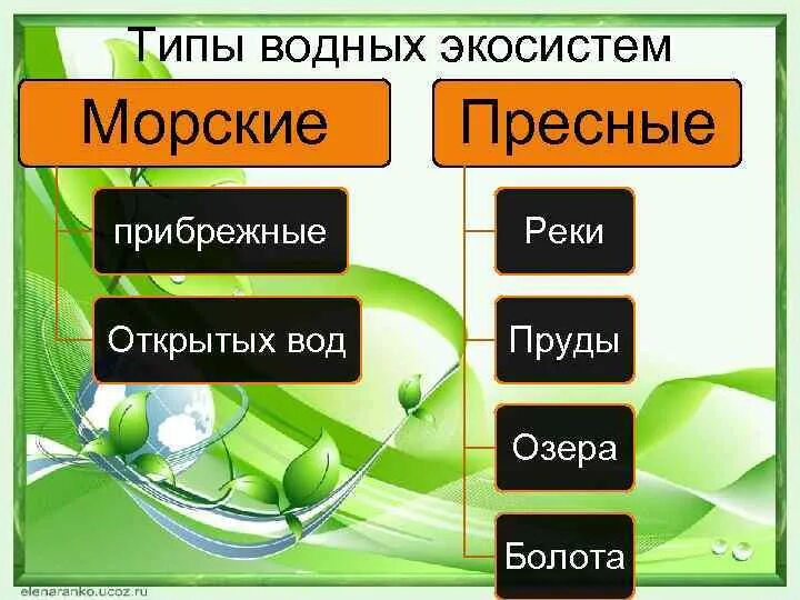 Разнообразие экологических систем. Типы водных экосистем. Типы водных биогеоценозов. Водный биогеоценоз виды. Основные типы водных экосистем.