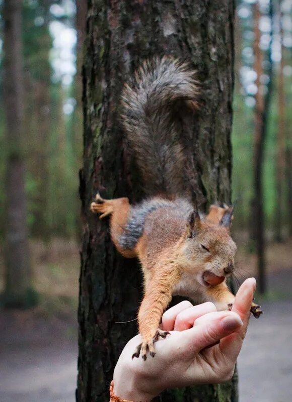 большое дупло. дупло для детей. дупло анжелы. белка с желудем. белочка в дупле.