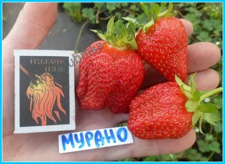 Клубника мурана отзывы