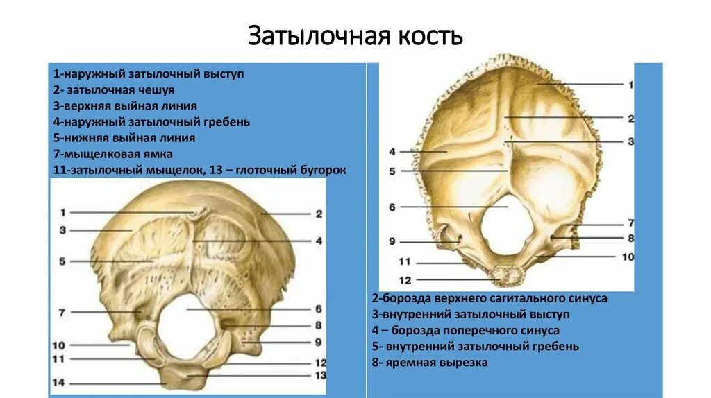 Кости черепа затылочная кость. Анатомия затылочной кости человека. Наружный гребень затылочной кости. Наружный гребень. Затылочная кость черепа где находится.