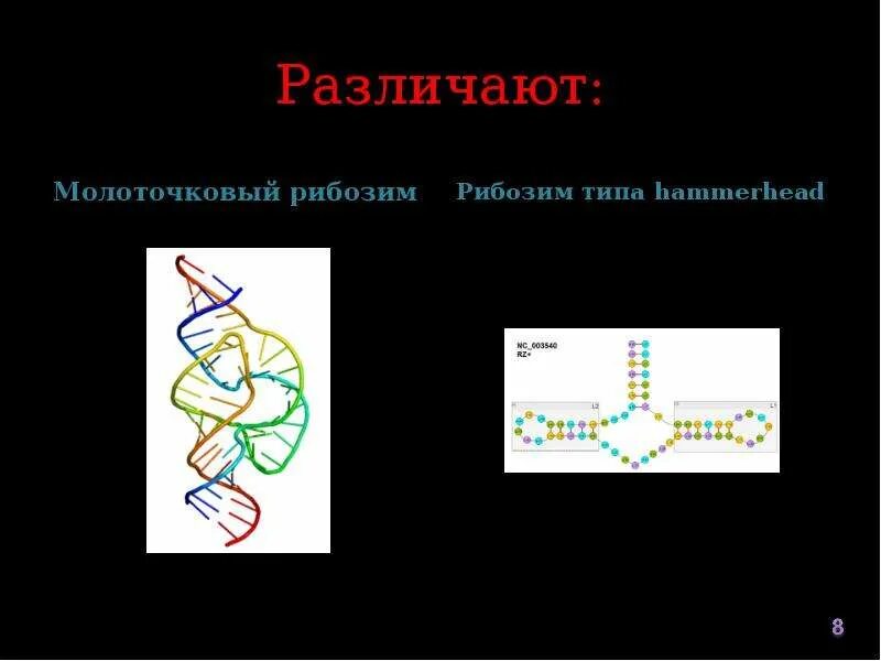 Абзимы и рибозимы свойства и особенности. Рибозимы рнк. рибозимы строение. ферменты и рибозимы. рнк-ферменты – рибозимы.