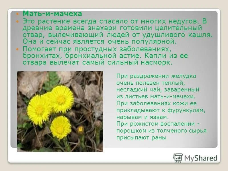 Цветки мать и мачехи польза. Мате мачеха растение. Мать-и-мачеха сорные растения. Мать и мачеха растение. Мать и мачеха лекарственное растение.