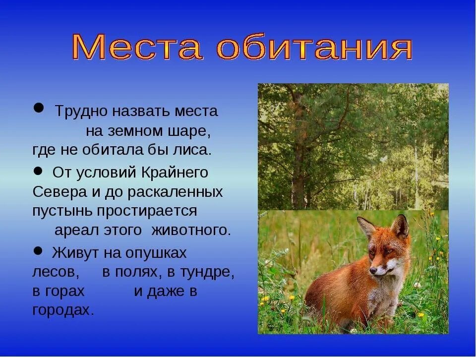 Истории про лисов. Описание лисы. Описать лису. Лиса описать животное. Лиса среда обитания.