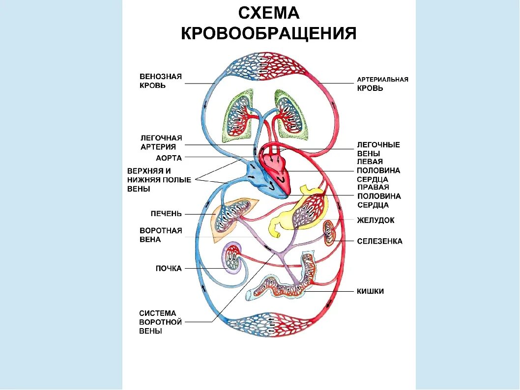 Средний круг кровообращения. Большой круг кровообращения анатомия. Большой круг кровообращения анатомия схема. Схема большого и малого круга кровообращения 8 класс биология. Круги кровообращения схема по биологии 8 класс.