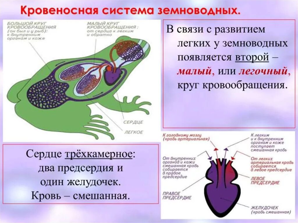 Кровеносная система земноводных 7 класс. Строение кровеносной системы земноводных. Кровообращение земноводных 7 класс биология. Кровообращение амфибий схема. Какая кровь течет от легких у рептилий