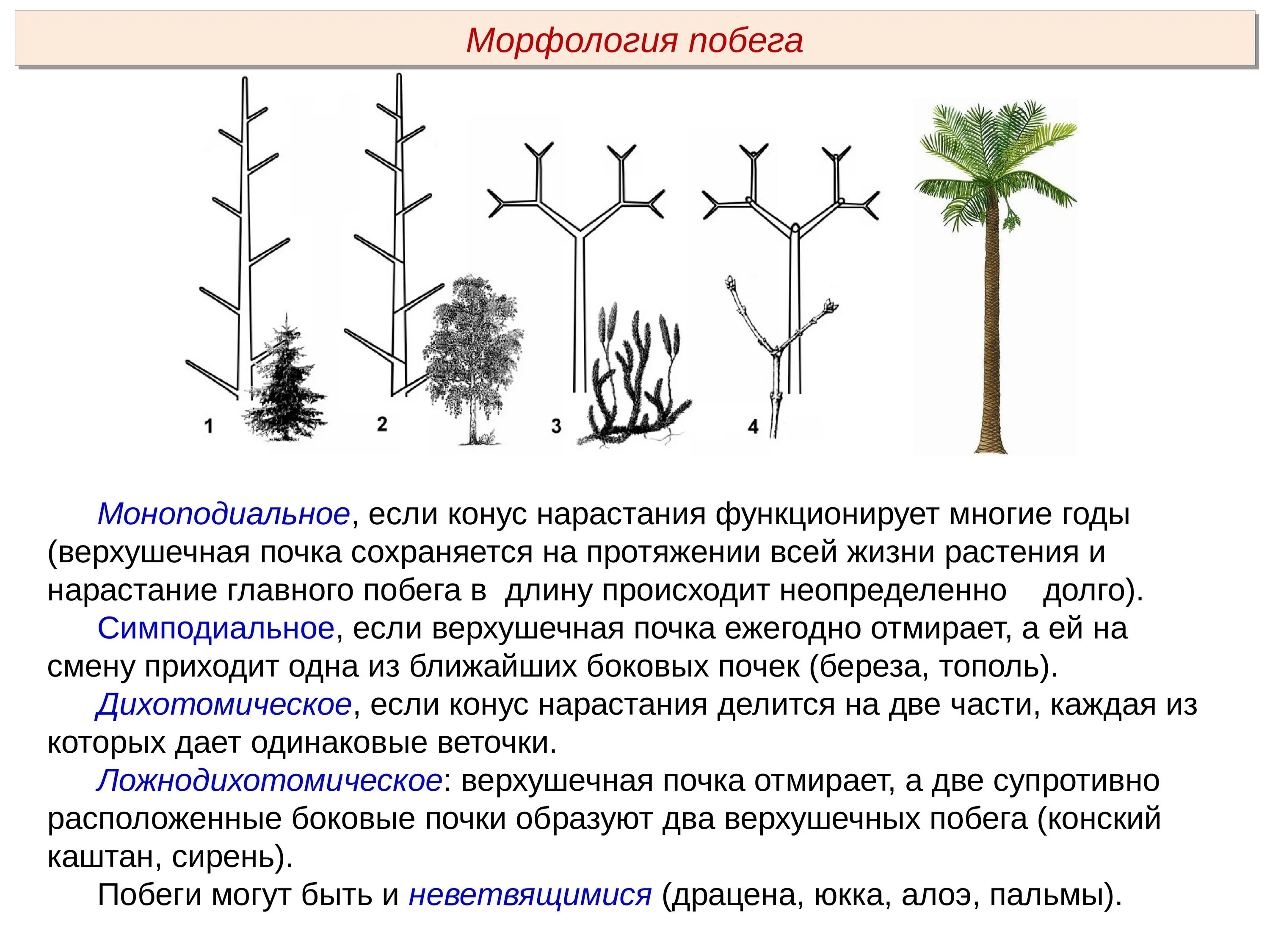 Симподиальное ветвление побега. Дихотомическое ветвление побега. Моноподиальные Тип ветвления побегов. Симподиальное нарастание побегов.
