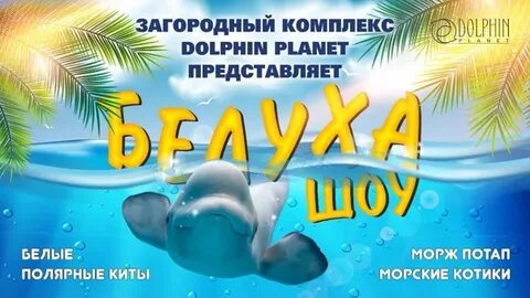 Долфин ярославль
