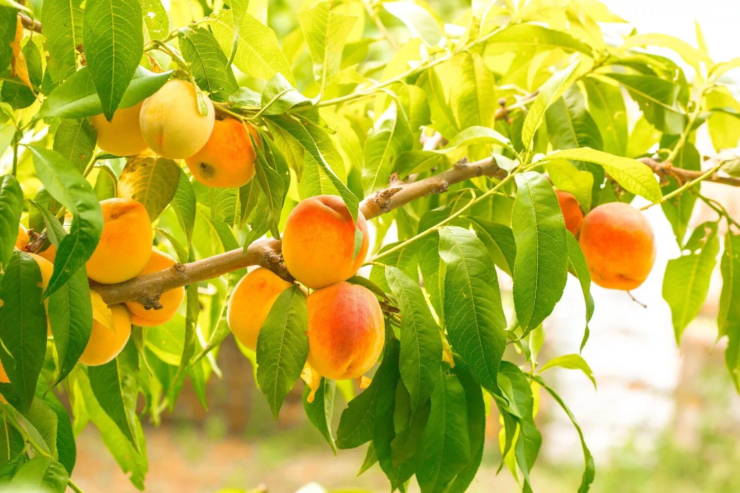 Peach tree