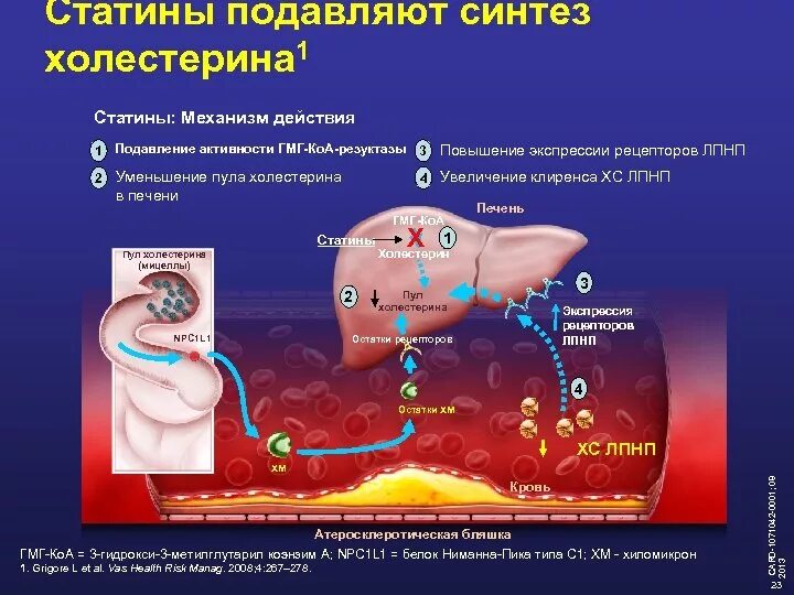 Печень повышает холестерин. Биосинтез холестерина в печени подавляется. Механизм действия холестерина. Статины механизм действия. Механизм синтеза холестерина.