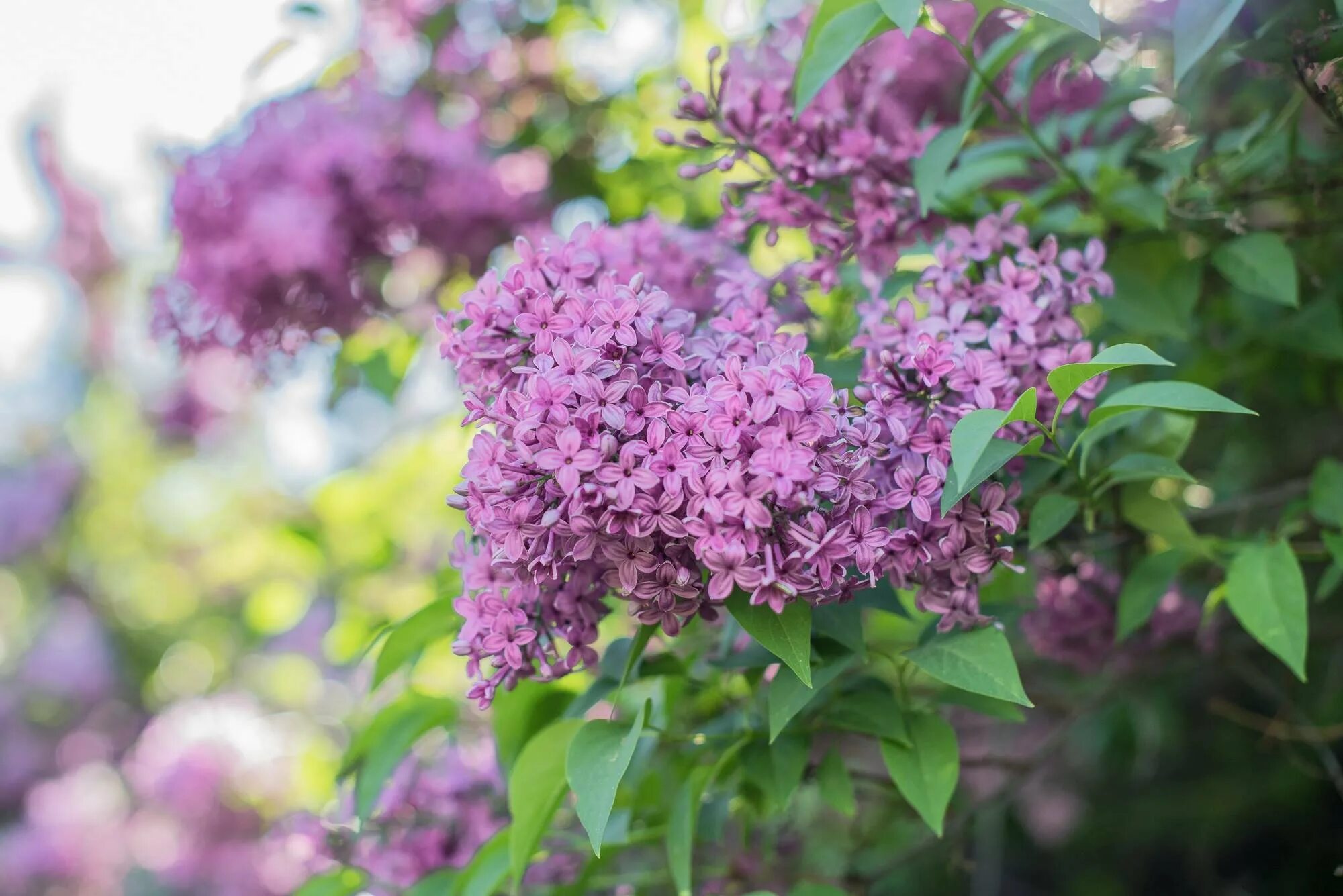 Какая тема сирень. Сирень syringa. Какая тема сирень. Сирень роял перпл. Ветка сирени.