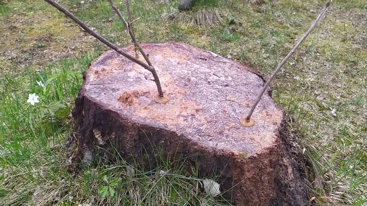Как привить на пенек. Прививка деревьев на пенек. прививка на пень спиленного дерева. прививка яблони на пенек. привой к пню.