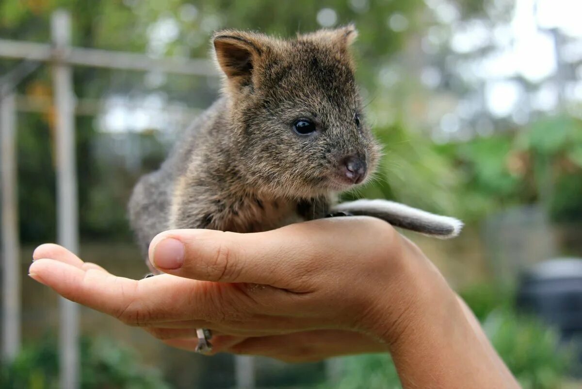 Улыбающие зверьки. Кенгуру Квокка. Квокка эндемики Австралии. Мини кенгуру Квокка. Квокка с детенышем.