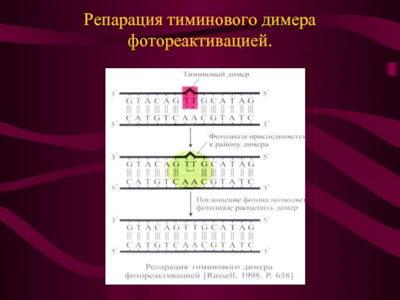 Пример репарации. Тиминовый димер репарация. эксцизионная репарация тиминовых димеров. фотореактивация репарации днк. фотореактивация пиримидиновых димеров.