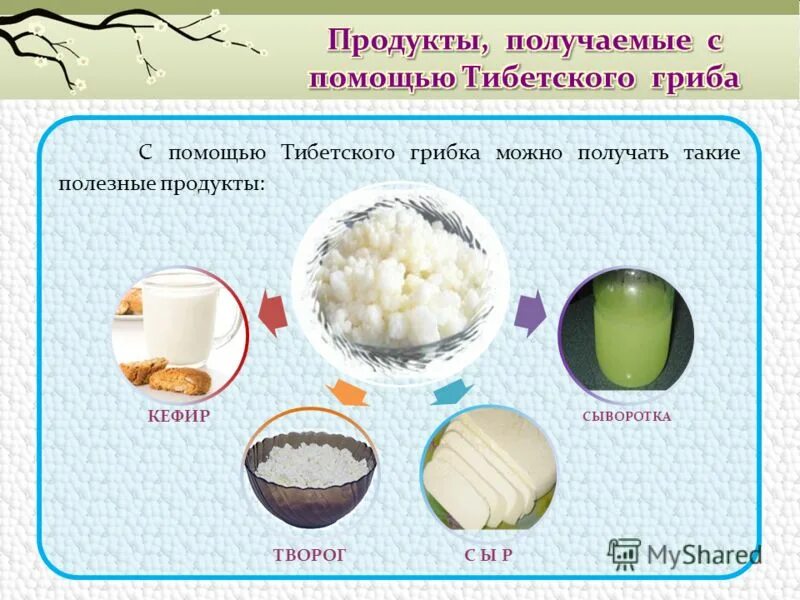 Кефир. Родина кефира. Расскажите о том как получается кефир. Полезные продукты кефир. Расскажите о том как получается кефир.