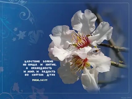 Доброго дня с цитатами из библии