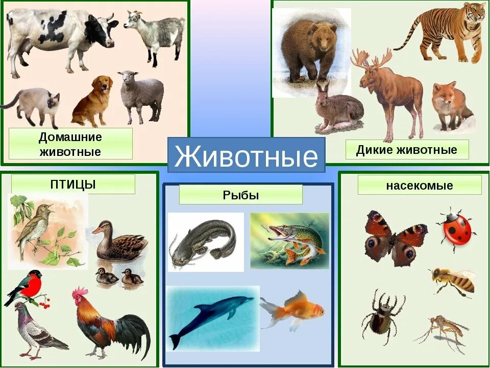 Класс вид род семейство по порядку животные: найдено 53 изображений