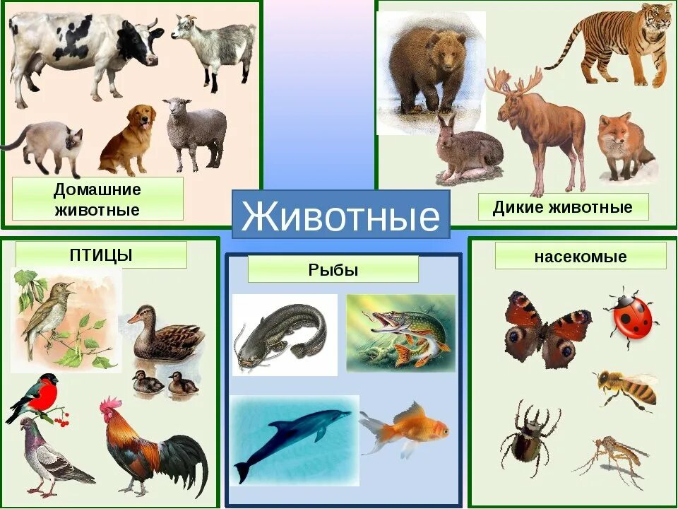 Животные 3 категории. Дикие и домашние животные. Животные птицы насекомые. Мир животных для детей. Насекомые рыбы птицы звери.