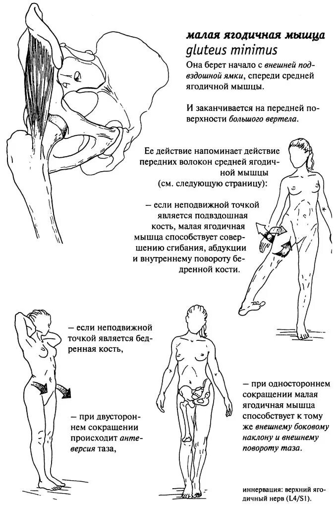 Сильная боль в подвздошной. Растяжка подвздошно-поясничной мышцы. Подвздошно-поясничная мышца функции. Подвздошная мышца анатомия человека. Подвздошно-поясничная мышца анатомия.