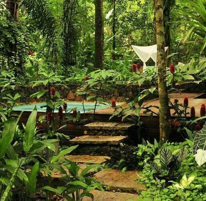 Сад джунгли. Тропический сад. Оазис в саду. Северные джунгли в саду.