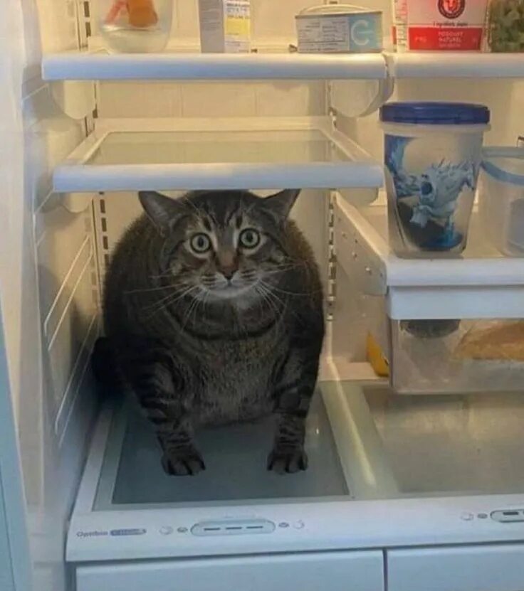 Кот открыл кран. Кот в холодильнике. Смешные коты и холодильник. Кошачий холодильник. Кошка на холодильник.
