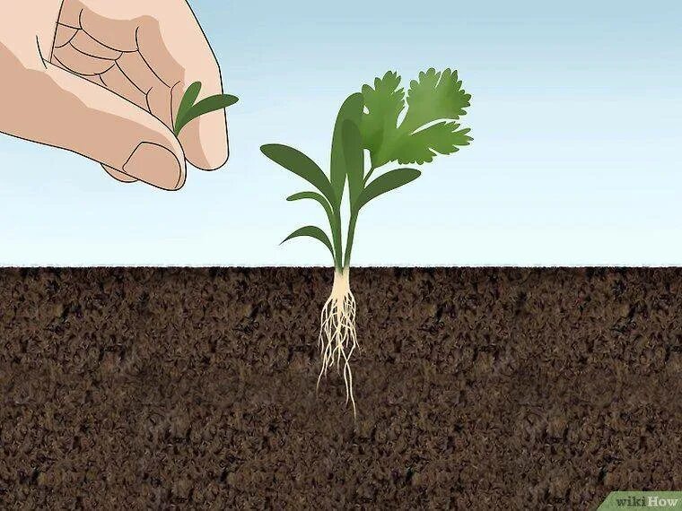 Когда сажать кориандр в открытый грунт. Сажаем кориандр. Сажаем кориандр на рассаду. Кориандр посадка. Посевы кориандра.