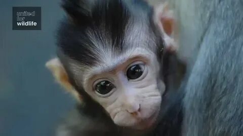 Baby monkey wildlife