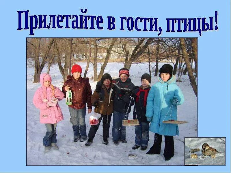 Синица лазоревка зимой. Живая природа зимой презентация. В гости к птицам. Акция ждем в гости птиц. Прилетают в гости дети.