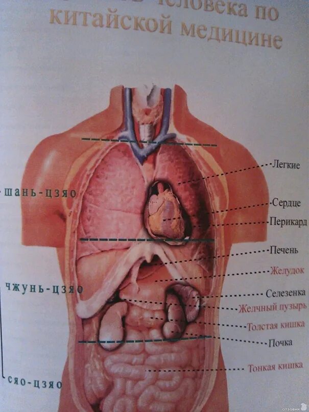 Органы человека находящиеся с левой стороны. Расположение органов у человека. Размещение внутренних органов человека. Внутренние органы с левой стороны. Левая сторона человека органы.