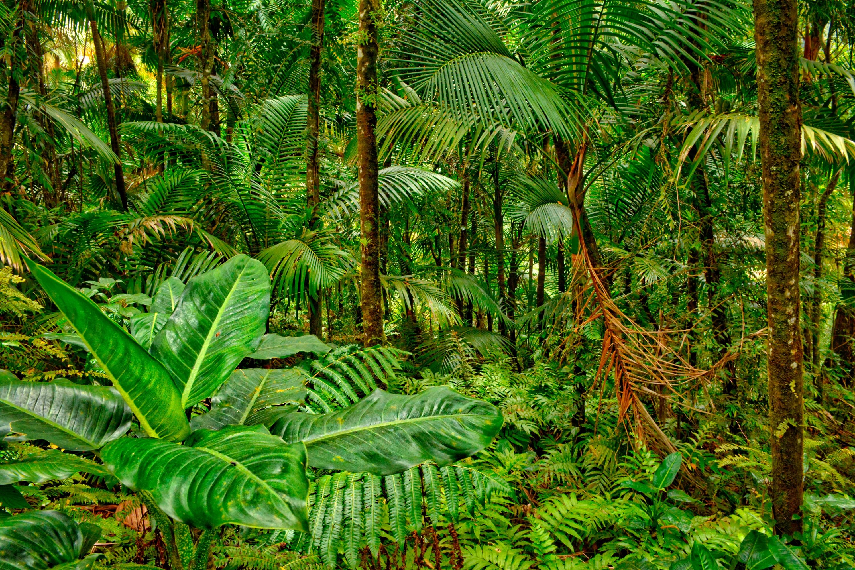 Rainforest plants. Сельва тропики. Тропикал Рейнфорест. Джунгли Сельва. Сельва в Венесуэле.