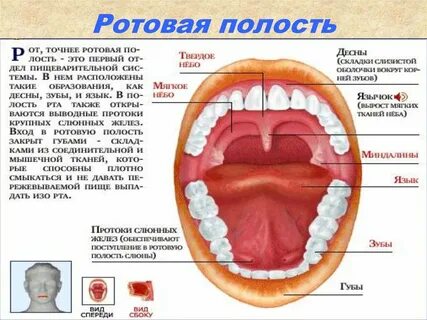 Болит полость рта что делать