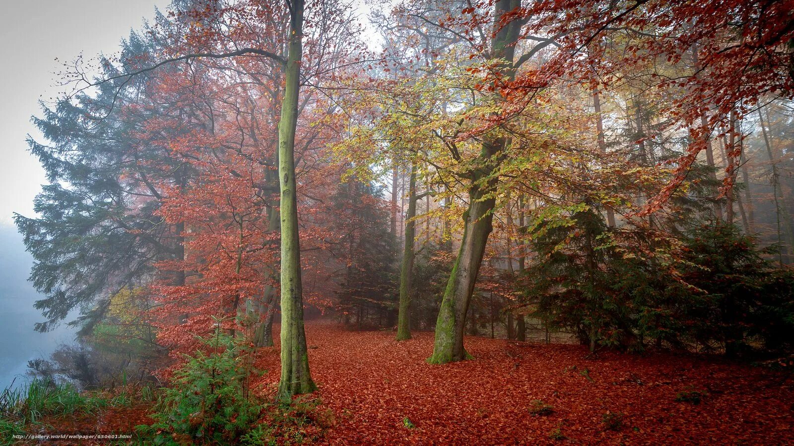 Может ли вас взволновать красота осеннего леса. Парк сказочный лес. Яшмового леса. Волшебный лес парк. Парк лес обои.