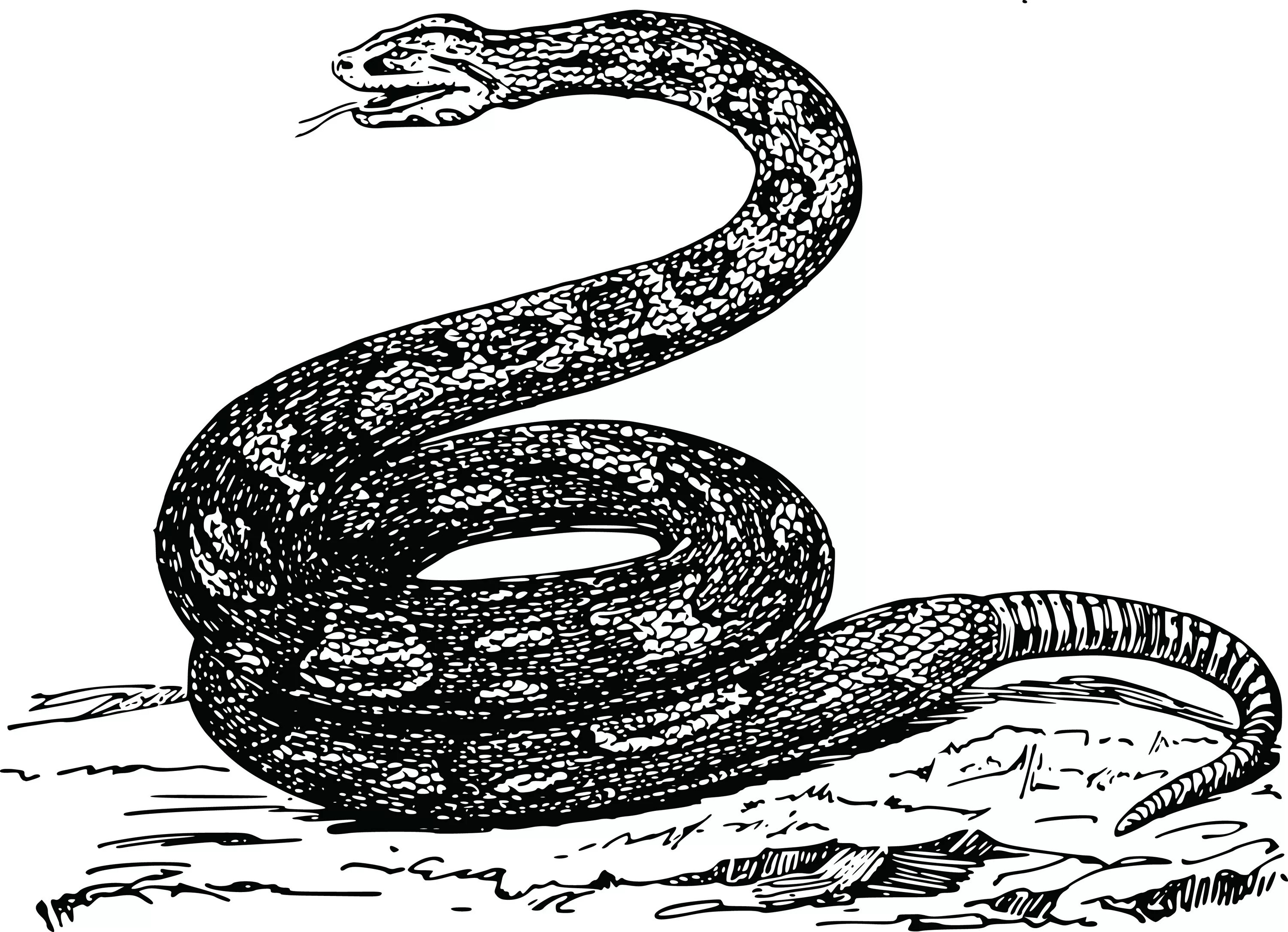То змейкой свернувшись. Гадюка обыкновенная рисунок. Степная гадюка раскраска. Гадюка Никольского (Vipera nikolskii). Рисунок змеи.