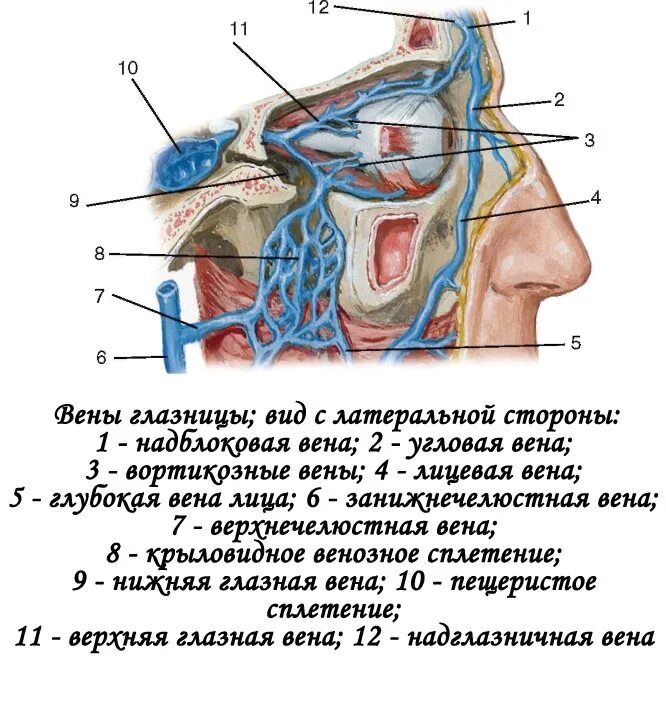 Левой глазницы. Кавернозный синус глазничная Вена. Артерии глазницы анатомия. Верхняя глазничная Вена анатомия.