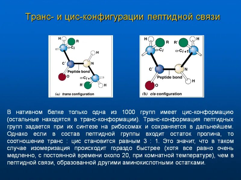 Пептидная группа белка. Цис транс конформация пептидной связи. Транс и цис пептидная связь. Транс конформация. Конформация пептидных связей.