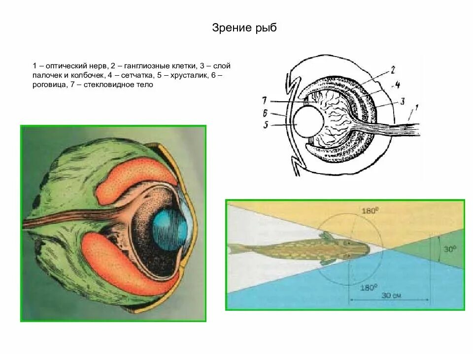 Строение глаза рыбы. Зрение рыб. Строение рыбьего глаза. Анатомия глаза рыбы. Какое значение имеют глаза у рыб