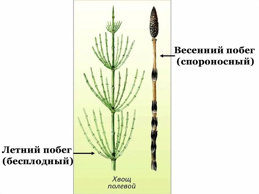 Биология 5 класс плауны хвощи. Весенний побег хвоща полевого. Летний побег хвоща полевого. Побеги хвоща полевого. Фотосинтезирующий побег хвоща.