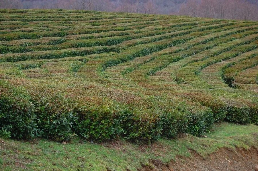 Что хорошо растет в россии. Чайные плантации в Краснодарском крае. Плантации чая в Краснодарском крае. Краснодарский чай плантации. Чайные плантации в Краснодаре.