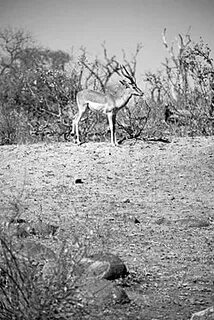 Cantabrian chamois - Wikipedia