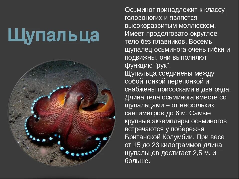 Осьминог какой класс животных. Сообщение о осьминоге. краткий доклад о осьминогах. доклад про осьминога. осьминог интересные факты.