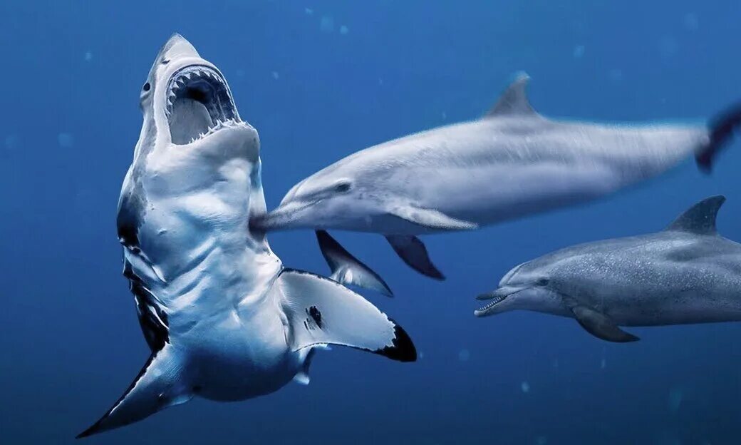 Акулы боятся дельфинов. Животные которые боятся акул. Почему акулы боятся пузырей
