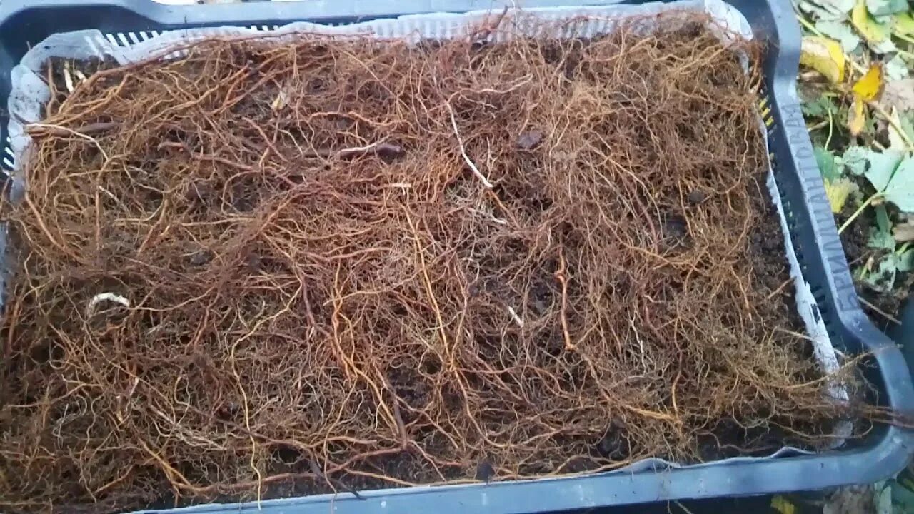 How to Plant Raspberry Cuttings Raspberry plants, Plants, Raspberry