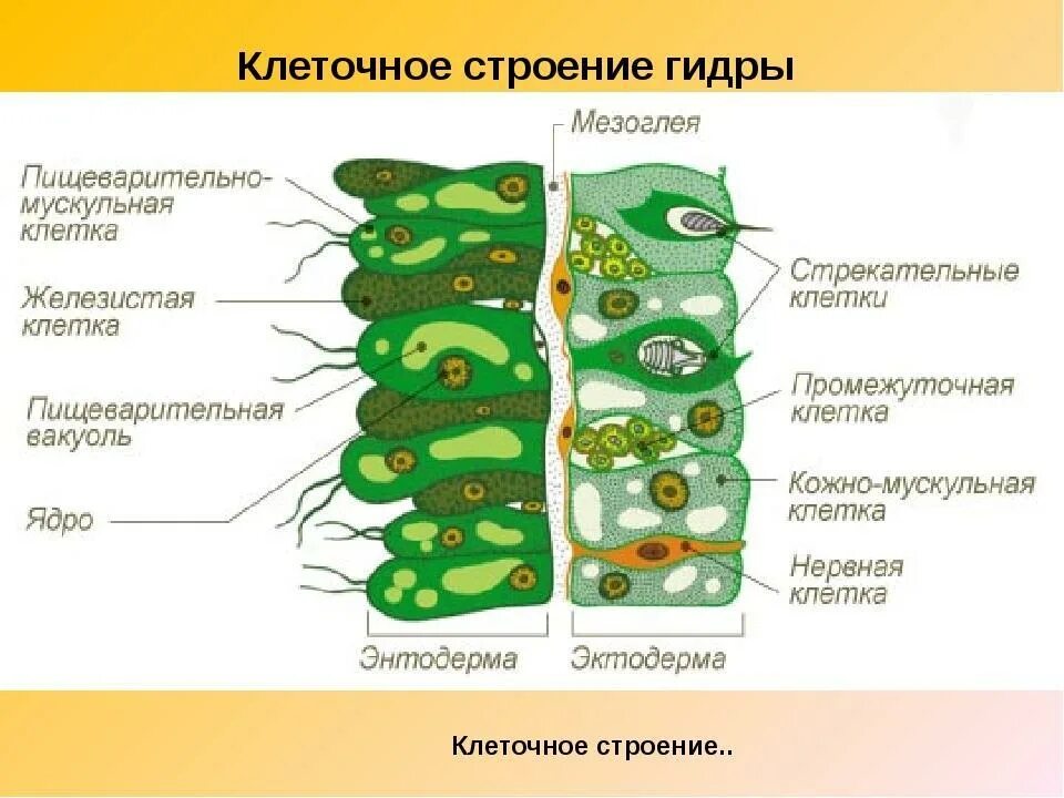 Клетки в теле кишечнополостных