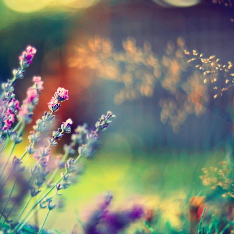 лето. фотосессия в цветах. летнее вдохновение. вдохновение летом. лето вдохновение.