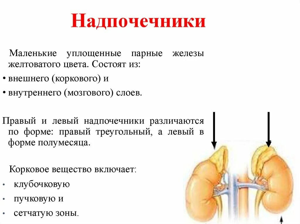 Гипофиззависимые железы. Гипофиззависимые и Гипофизнезависимые железы внутренней секреции. Парные железы внутренней секреции. Гиперфункция надпочечников. Гиперфункция мозгового вещества надпочечников