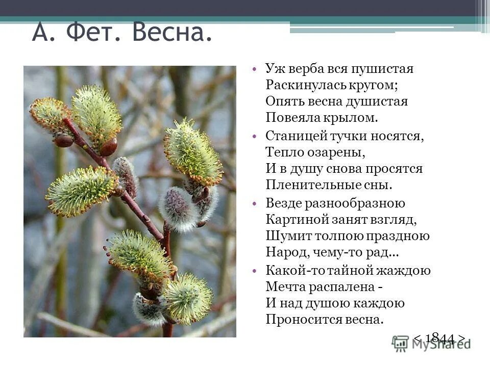 С чем можно сравнить вербу. Уж Верба вся пушистая. Фет уж Верба вся пушистая. Уж Верба вся пушистая раскинулась кругом опять. Стихотворение уж Верба вся пушистая.