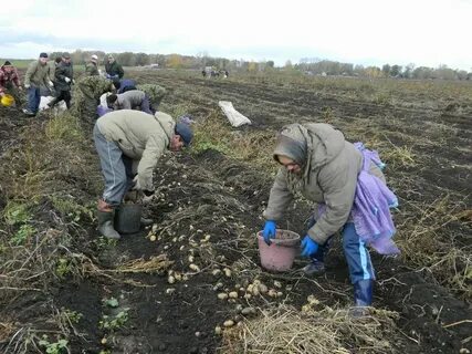 Дни для уборки картофеля в августе