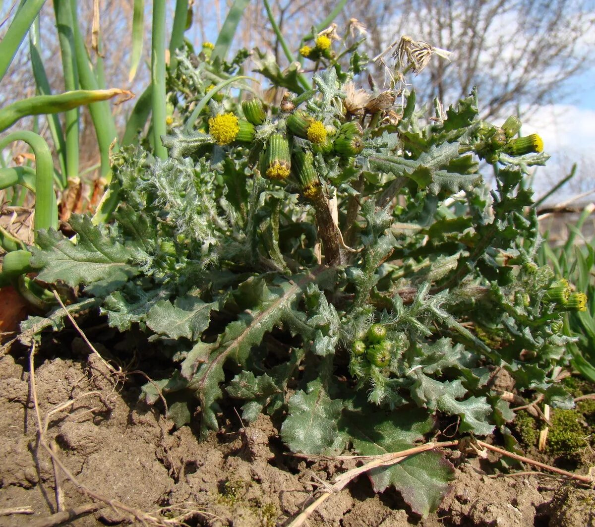 Senecio vulgaris Плантариум. Сорные растения Краснодарского края. Сорные травы Краснодарского края. Сорняки краснодарского края